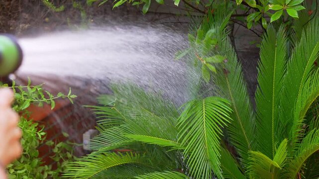 Slow motion water spray from garden hose soaking lush green plants and palm foliage