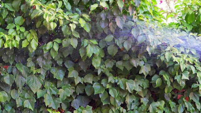 Slow motion water spray soaking green ivy leaves and dense garden foliage outdoors