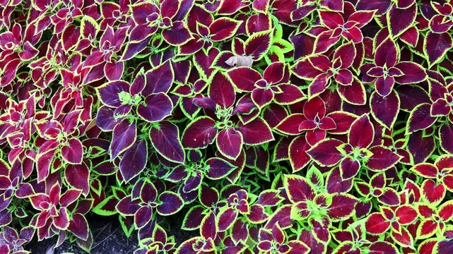 A close up of a bunch of red and yellow flowers