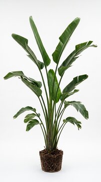 Large Bird of Paradise plant with exposed root ball on a white background