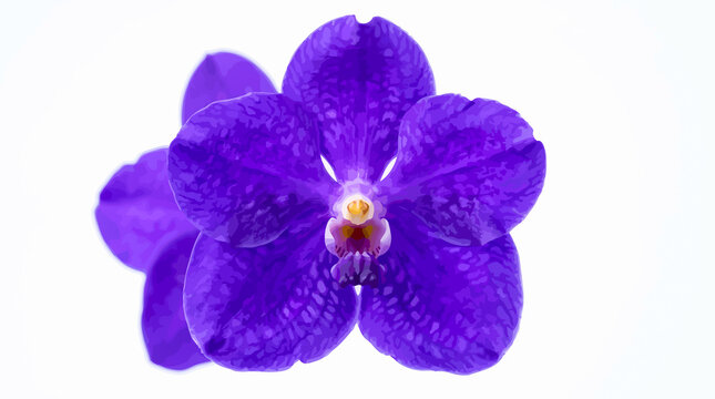Deep purple vanda orchid flower isolated against a clean white background