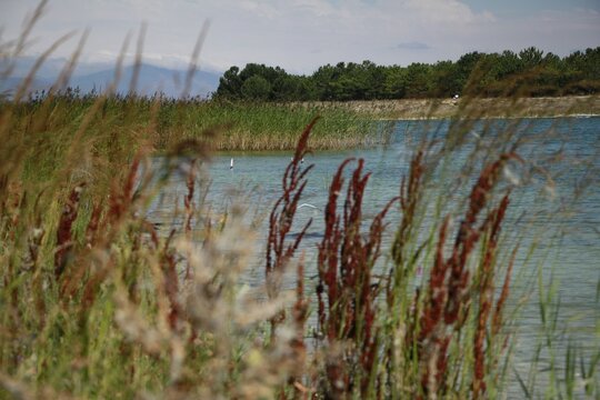 Reed-Filled Shore of Lake Sevan with Mountain Landscape, Armenia