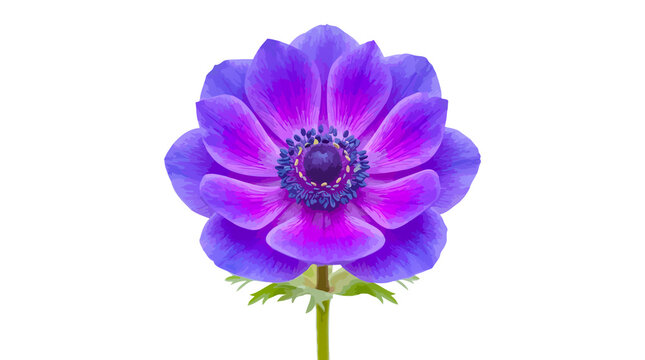 Purple anemone flower with dark center and green leaves