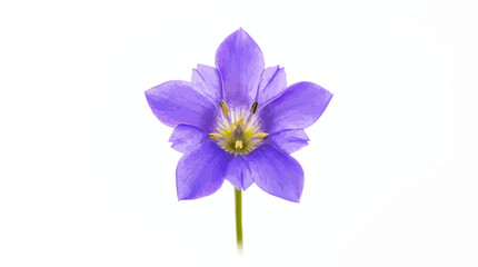 Obraz premium Single bright purple wildflower with green stem isolated on white background