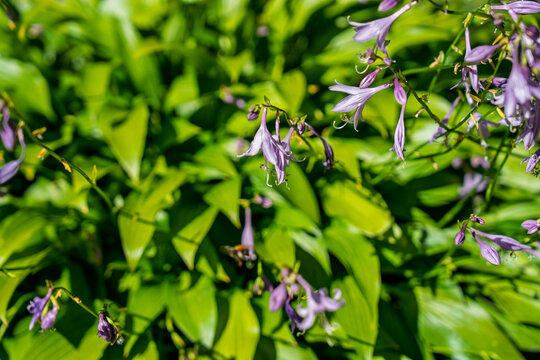 Purple hosta flowers blooming in a sunny garden
