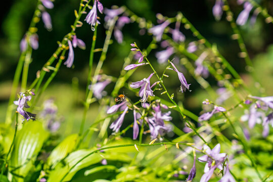 A small bumblebee flying towards purple hosta flowers in a sunny garden