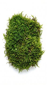 Vibrant green moss clump with delicate spore capsules on a clean white background