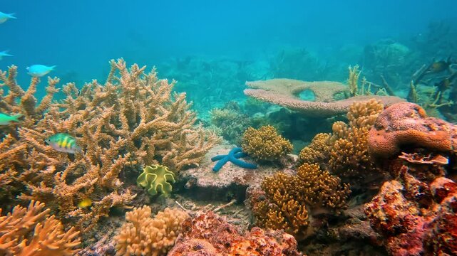 Rainbow Reef underwater ecosystem. Vibrant blue starfish finds home among diverse hard and soft corals, showcasing the rich biodiversity and pristine conditions of the Fiji