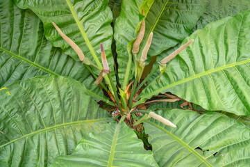 Close-up of a bird's nest fern with broad green fronds arranged in a central rosette, showing prominent veins and natural leaf texture. © Nuzul