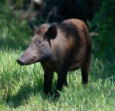 Wild Feral Hog Standing in Sunlit Green Grass
