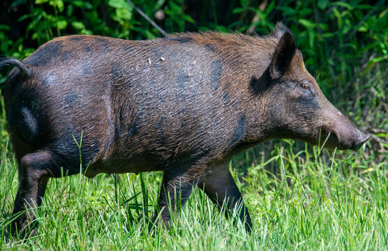 Wild Feral Hog Walking Through Tall Green Grass