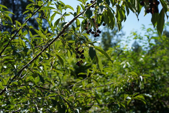 Fruchtstand der Sp&auml;tbl&uuml;henden Traubenkirsche (Prunus serotina) in der Sch&ouml;nower Heide im Sommer, Brandenburg, Deutschland