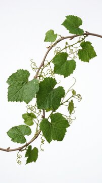 Green grapevine branch with curly tendrils and textured leaves on white