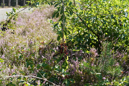 Sp&auml;tbl&uuml;hende Traubenkirsche (Prunus serotina) inmitten von Besenheide (Calluna vulgaris)  im Naturschutzgebiet Sch&ouml;nower Heide, Naturpark Barnim, Brandenburg