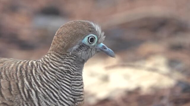 Zebra-dove (Geopelia striata) portrait. Super slow motion 1000 fps.
