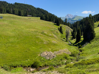 Fototapeta premium View of beautiful landscape in the Alps with fresh green meadows in the background on a sunny day with blue sky and clouds in summertime. Alpe de Siusi, Dolomite Alps