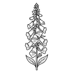 Black and white line of a tall foxglove flower stalk with multiple bell-shaped blossoms and green leaves, white background © Miasahin