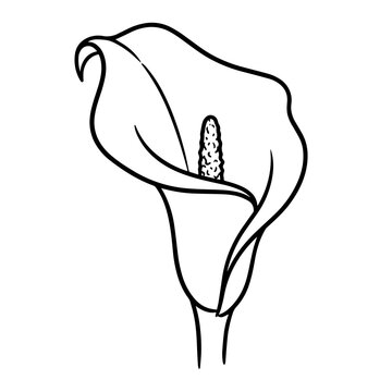 Single calla lily flower with smooth curves and a central spadix, black and white line isolated on a white background, floral