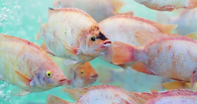 Fresh red tilapia  in an aerated water tank, freshness and food supply, freshwater fish farming and aquatic life in a fish tank, and live fish for consumption