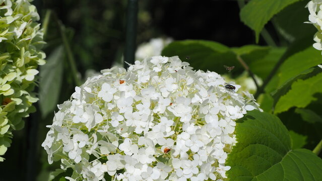 Hortensja i owady