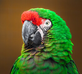 Mexican military macaw © svobodacontributor