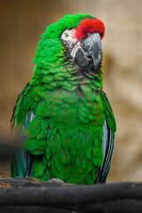 Mexican military macaw © svobodacontributor