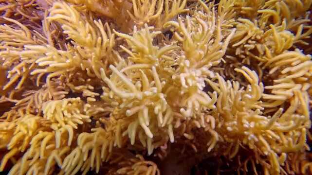 Sinularia soft coral polyps extending their tentacles, capturing nutrients in the current while contributing to the vibrant underwater ecosystem of Rainbow Reef, Fiji Islands