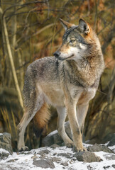 Fototapeta premium Grey Wolf