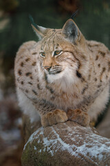 Eurasian lynx © svobodacontributor