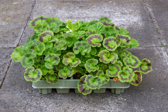 Geranium Plug Plants in Seed Tray on Concrete Patio