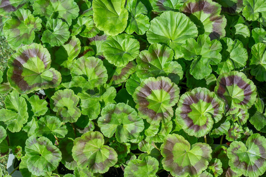 Close Up of Zonal Geranium Leaves Background