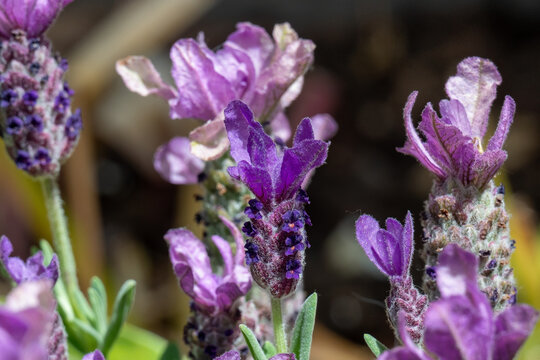 Macro Close Up Spanish Lavender Lavandula Stoechas Flowers