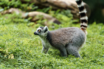 Ring tailed lemur © svobodacontributor