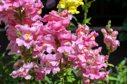 Pink Snapdragons Antirrhinum Blossoms Close Up