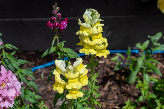 Yellow Snapdragons Antirrhinum Blooming in Garden Bed