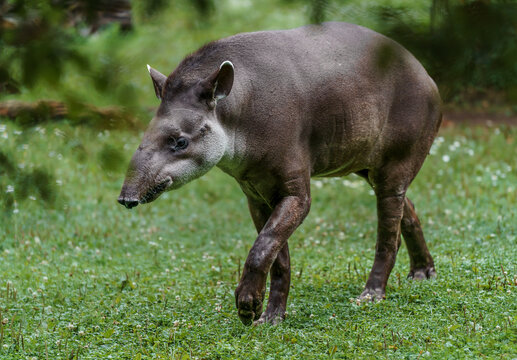 South American tapir