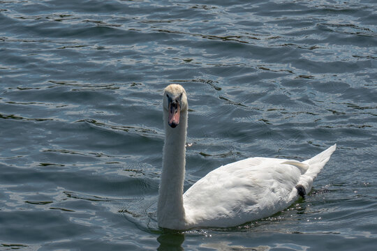 White Mute Swan Swimming in Deep Blue Water