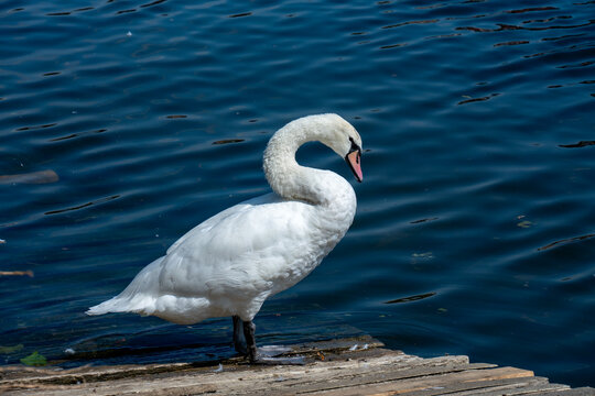 White Mute Swan Standing on Wooden Pier by Blue Water