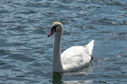White Mute Swan Swimming in Deep Blue Water