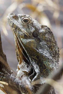 The frilled lizard
