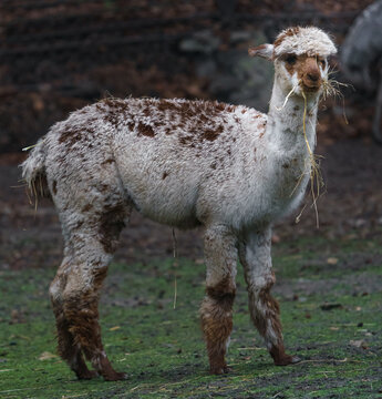 Alpaca