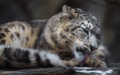 Fototapeta premium Snow leopard