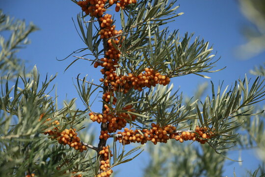 Sea Buckthorn Berries Growing in Sevan, Armenia