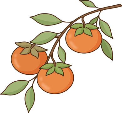 Ripe persimmon branch with green leaves vector illustration, autumn harvest fruit concept