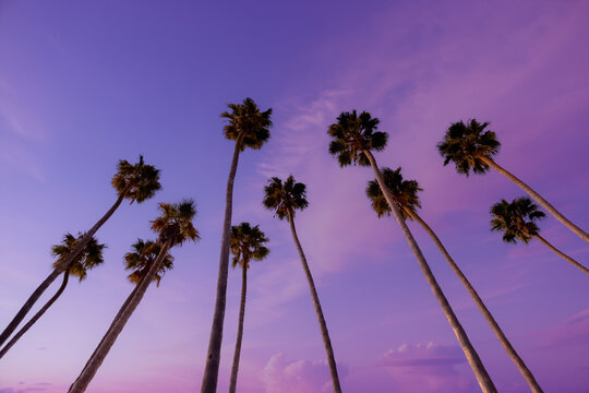 palm trees against blue sky