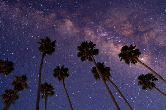 palm tree at night