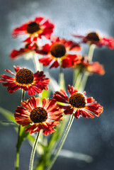 Czerwono-pomarańczowe kwiaty dzielżana jesiennego (Helenium autumnale) w zbliżeniu na rozmytym tle z efektem bokeh. © mycatherina