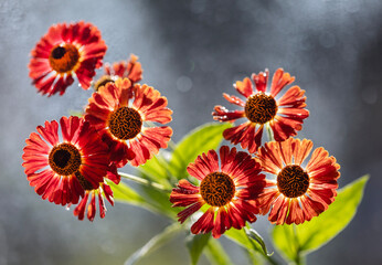 Czerwono-pomarańczowe kwiaty dzielżana jesiennego (Helenium autumnale) w zbliżeniu na rozmytym tle z efektem bokeh. © mycatherina