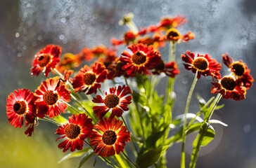 Czerwono-pomarańczowe kwiaty dzielżana jesiennego (Helenium autumnale) w zbliżeniu na rozmytym tle z efektem bokeh. © mycatherina