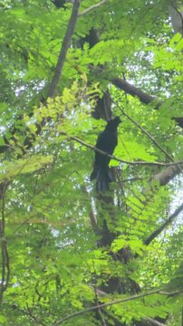 Hair-crested drongo (Dicrurus hottentottus) preening feathers on tree branch in green forest.